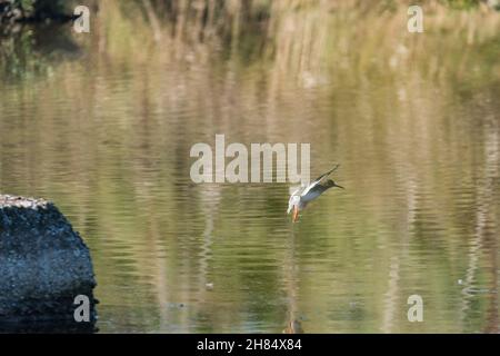 Battenti (Redshank Tringa totanus) Foto Stock