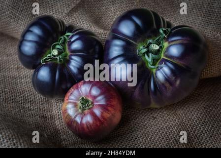 Pomodori della nuova varietà Mar Azul, rosa e bluastro quando maturi, e viola quando ancora verde, su sfondo ruvido. Foto Stock