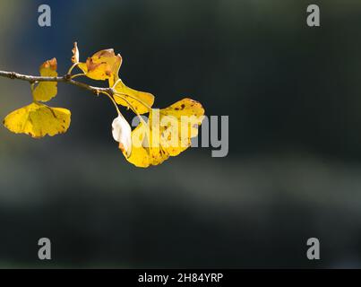 Ginkgo biloba lascia in autunno contro la luce Foto Stock