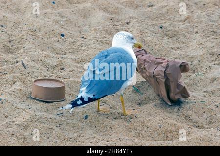 Gull alimentazione di rifiuti alimentari da una spiaggia cestino in Capbreton, Landes, Francia Foto Stock