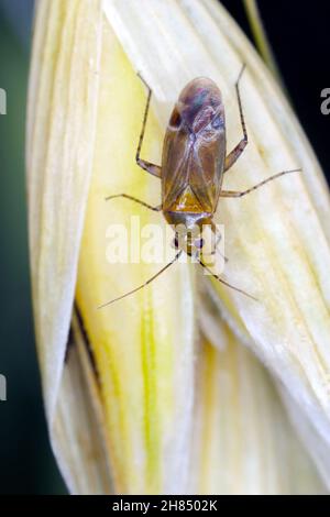 Insetti delle alghe (Hemiptera: Lygaeidae) che succhiano succo d'avena. Foto Stock