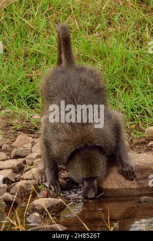 Bärenpavian, Tschakma, Capo baboon, Papio ursinus, Kruger-Nationalpark, Südafrika, Parco Nazionale Kruger, Repubblica del Sudafrica Foto Stock