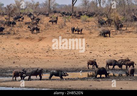 Kaffernbüffel, Cape bufalo, bufala africana, Syncerus caffer, Kruger-Nationalpark, Südafrika, Parco Nazionale Kruger, Repubblica del Sudafrica Foto Stock