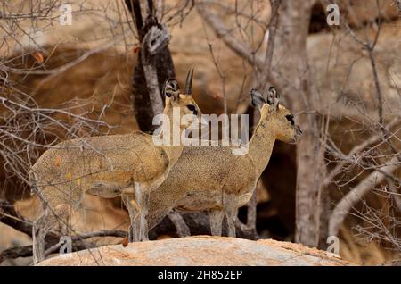 Kap-Klippspringer, Capo klipspringer, Oreotragus oreotragus, Kruger-Nationalpark, Südafrika, Parco Nazionale di Kruger, Repubblica del Sud Africa Foto Stock