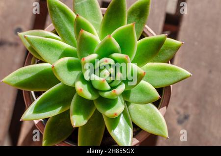 Vista dall'alto di una pianta succulenta chiamata Echeveria agavoides punta rossa su un tavolo di legno. Foto Stock