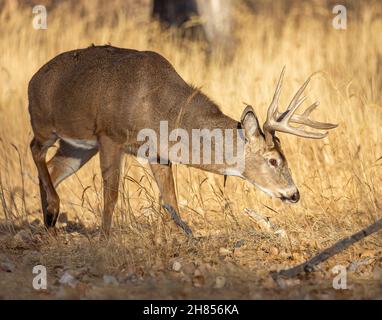 Capriolo bianco (buck) camminando in erba testa giù al Rocky Mountain Arsenal Nation Wildlife Refuge, Colorado, Stati Uniti Foto Stock
