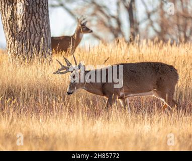 Cervo a coda bianca maschio (buck) camminando attraverso l'erba al Rocky Mountain Arsenal National Wildlife Refuge Colorado, Stati Uniti Foto Stock