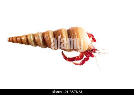 Eremita o granchio diogenes su sfondo bianco isolato Foto Stock