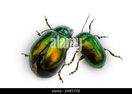 Defoliator, Tansy Beetle (Chrysolina graminis) si nutre sulle foglie delle piante, specie invasive. Stagione riproduttiva, sinistra femmina prima di deporre le uova. Insec Foto Stock