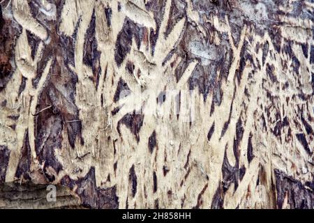 Tracce di alci (freschi) e castori (vecchi) denti - corteccia strippando sul tronco di un albero di aspen Foto Stock