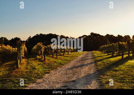 Sole nel tardo pomeriggio sulla strada sterrata attraverso un vigneto o una cantina sulla Penisola di Mornington in Australia Foto Stock