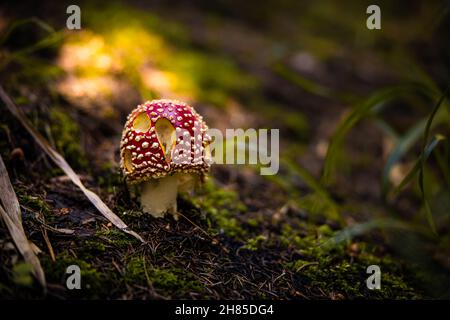 Amanita muscaria. Funghi porcini rossi macchiati. Fly agarico. Bellissimo paesaggio naturale. Muschio verde, sfondo sfocato. Foto di alta qualità Foto Stock