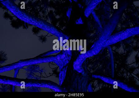 il grande tronco di albero e i rami di notte illuminati da una luce colorata blu creano un'immagine misteriosa, spettrale e inquietante Foto Stock
