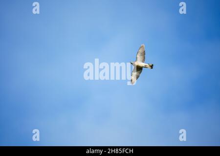 Gregge di piccione di legno comune (Columba Palumbus) in volo pieno sotto un cielo di primavera nuvoloso Foto Stock