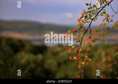 Fuoco selettivo sparato di bacche rosse nell'albero con uno sfondo blu sfocato in una giornata di sole Foto Stock