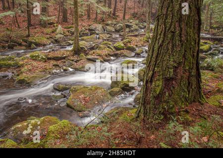 Un ruscello che attraversa la riserva naturale di Brooks Woodland a Petersham, Massachusetts Foto Stock
