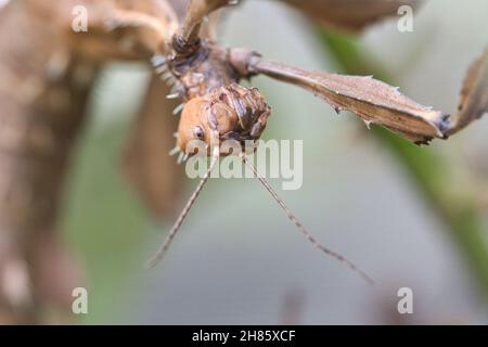 capo di un mantide orante, agguantato su un ramo. Insetti interessanti che possono essere osservati bene. Foto Stock