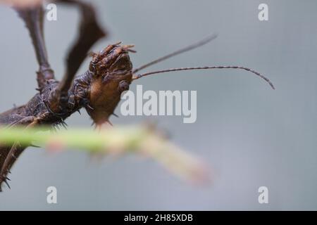 capo di un mantide orante, agguantato su un ramo. Insetti interessanti che possono essere osservati bene. Foto Stock