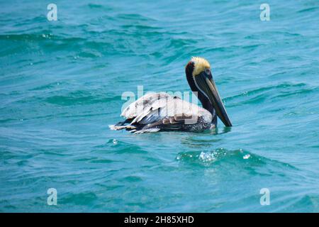 Brown Pelican galleggia sull'Oceano Atlantico a Pompano Beach Florida Foto Stock