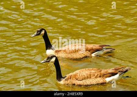 Un paio di oche canadesi nuotano casualmente su uno stagno Foto Stock