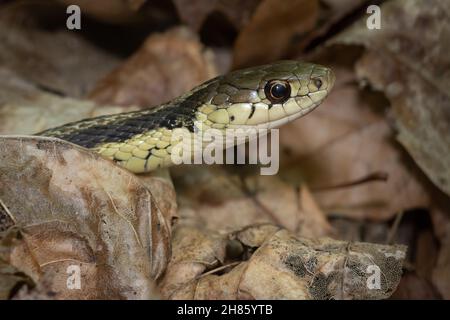 Un serpente orientale del Garter fra le foglie caduti nel Ravine di Glen Stewart nel quartiere di spiagge superiori di Toronto, Ontario. Foto Stock