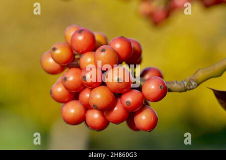 rowan bacche sorbus albero subrus acuparia Foto Stock