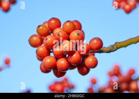 rowan bacche sorbus albero subrus acuparia Foto Stock