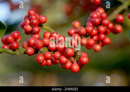 rowan bacche sorbus albero subrus acuparia Foto Stock