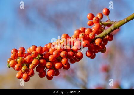 rowan bacche sorbus albero subrus acuparia Foto Stock