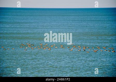Grande gregge di oche canadesi nel novembre 2021 sul lago Erie fuori Lakewood Park, Lakewood, Ohio Foto Stock