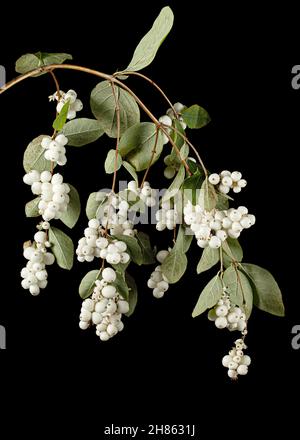 Symphoricarpos albus, isolato su sfondo nero Foto Stock