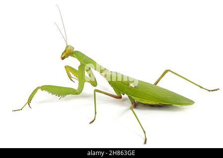 Mantis ordinario o mantide religiosa, isolati su sfondo bianco Foto Stock