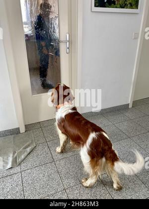 Un colpo verticale di simpatico gallese Springer Spaniel in attesa di cibo per cani di fronte alla porta Foto Stock