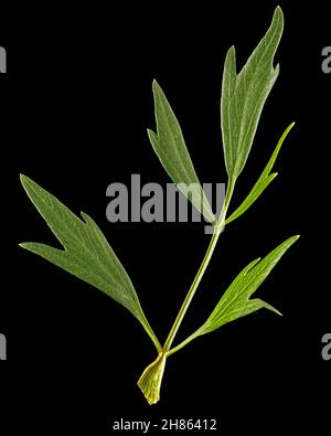 Foglia verde fresca di lovage, lat. Levisticum officinale, isolato su sfondo nero Foto Stock