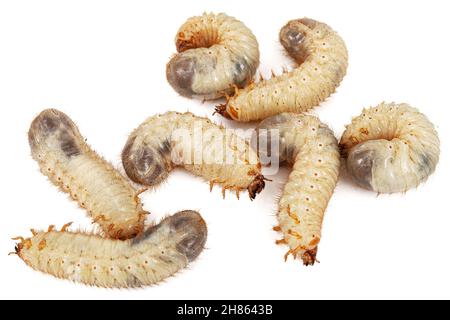 Può arvas di coleotteri, lat. Melolontha , Phyllophaga, isolato su sfondo bianco Foto Stock