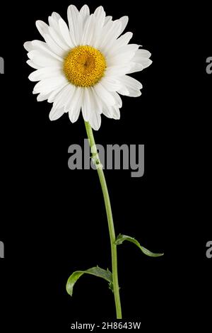 Fiore bianco di camomilla, lat. Matricaria, isolato su sfondo nero Foto Stock