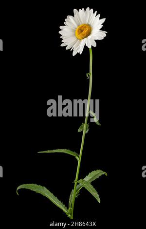 Fiore bianco di camomilla, lat. Matricaria, isolato su sfondo nero Foto Stock