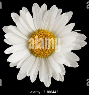 Fiore bianco di camomilla, lat. Matricaria, isolato su sfondo nero Foto Stock