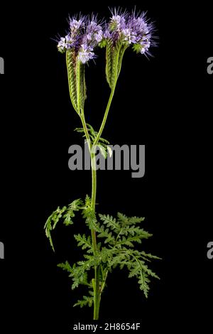 Fiori viola chiaro di phacelia, isolato su sfondo nero Foto Stock