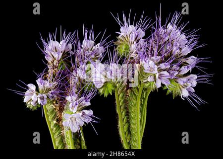 Fiori viola chiaro di phacelia, isolato su sfondo nero Foto Stock