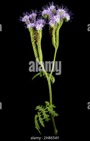Fiori viola chiaro di phacelia, isolato su sfondo nero Foto Stock