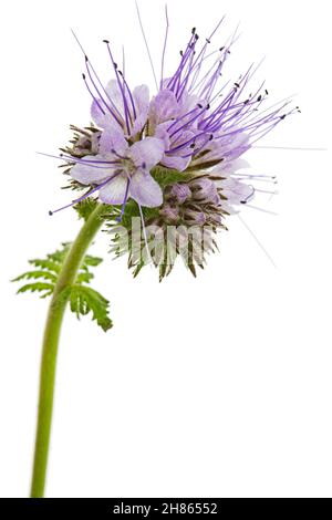 Fiori viola chiaro di phacelia, isolato su sfondo bianco Foto Stock