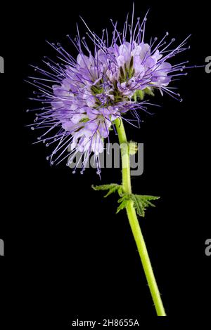 Fiori viola chiaro di phacelia, isolato su sfondo nero Foto Stock