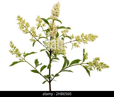 Infiorescenza di privet, lat. Ligustrum, isolato su sfondo bianco Foto Stock