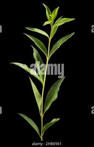 Rametto di privet con fogliame verde , lat. Ligustrum, isolato su sfondo nero Foto Stock