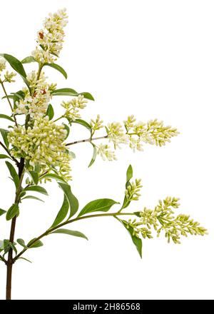 Infiorescenza di privet, lat. Ligustrum, isolato su sfondo bianco Foto Stock