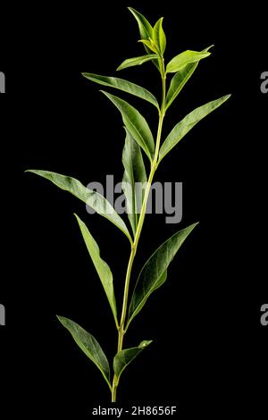 Rametto di privet con fogliame verde , lat. Ligustrum, isolato su sfondo nero Foto Stock