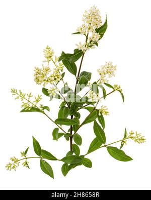 Infiorescenza di privet, lat. Ligustrum, isolato su sfondo bianco Foto Stock