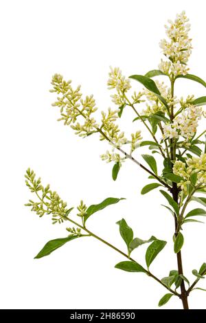 Infiorescenza di privet, lat. Ligustrum, isolato su sfondo bianco Foto Stock