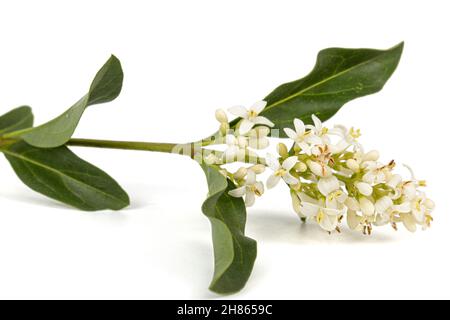 Infiorescenza di privet, lat. Ligustrum, isolato su sfondo bianco Foto Stock